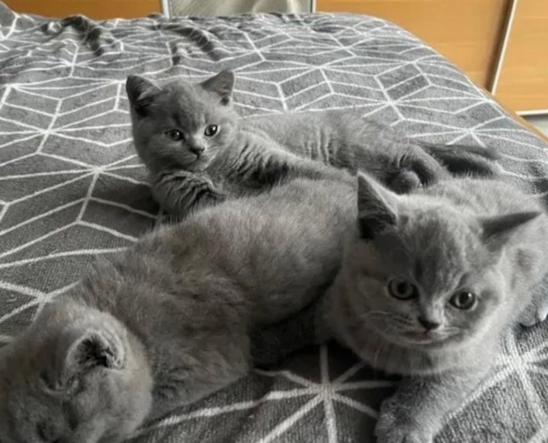 xfrg British short hair kittens Image eClassifieds4u