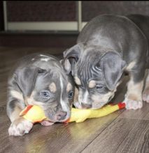 Adorable American bully puppies for adoption