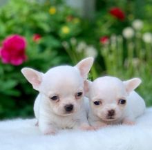 Amazing male and female Chihuahua for adoption