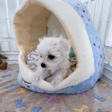 Lovely Maltese puppies available for adoption