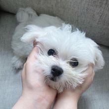 Lovely Maltese puppies for adoption