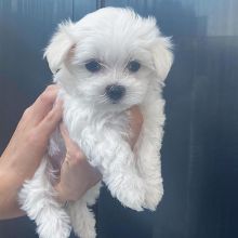 Lovely Maltese puppies for adoption