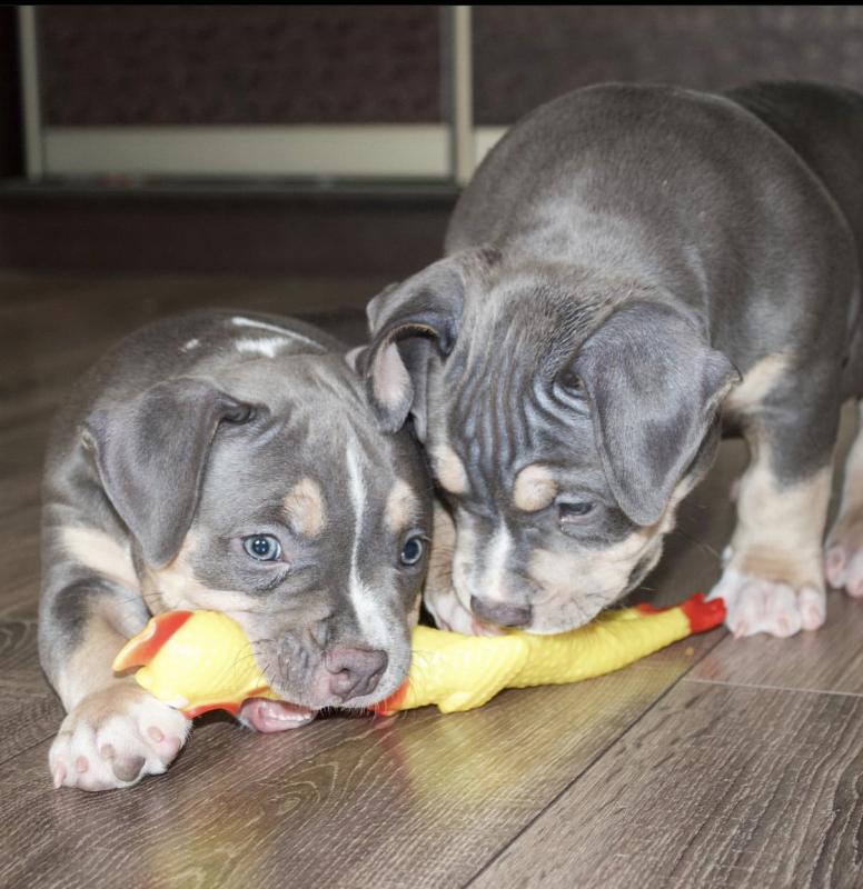 Adorable American bully puppies for adoption Image eClassifieds4u