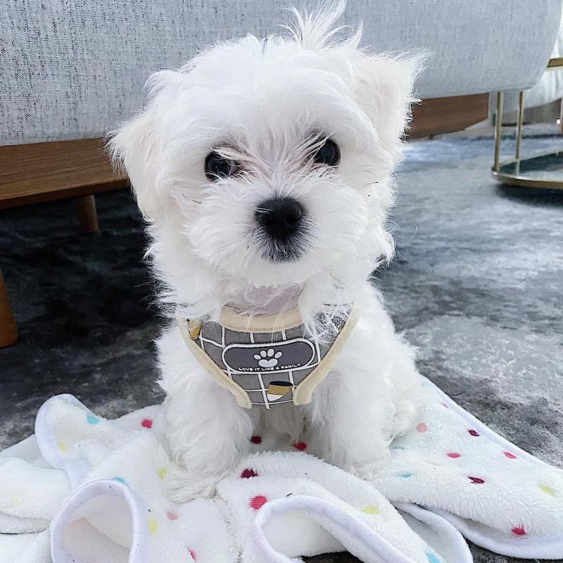 Lovely Maltese puppies available for adoption Image eClassifieds4u
