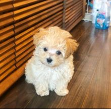 Maltipoo Puppies Available💕Delivery possible🌎 Image eClassifieds4u 2