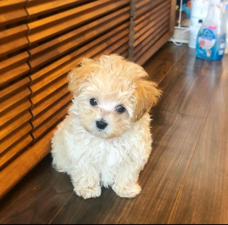 Maltipoo Puppies Available💕Delivery possible🌎 Image eClassifieds4u