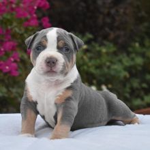 blose nose pitbull puppies ready to go brianmuh34@gmail.com 4422637569