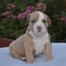 Cute and adorable pitbull puppies for adoption [victordenise205@gmail.com]