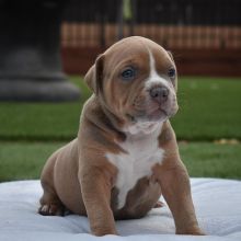 cute and adorable pitbull puppies for sale near me victordenise205@gmail.com 442 263 7569