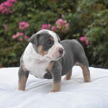 CUTE AND ADORABLE PITBULL PUPPIES READY TO GO victordenise205@gmail.com