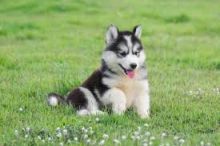 cute husky puppies ready to go. brianmuh34@gmail.com 4422637569