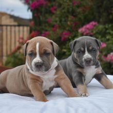 cute pitbull puppies available