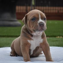 PITBULL PUPPIES READY TO GO