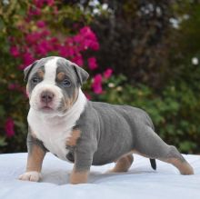 PITBULL PUPPIES READY TO GO brianmuh34@gmail.com 4422637569