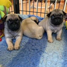 Top Quality PUG Puppies Aavailable For Adoption Now. Email via (vincenzohome88@gmail.com)