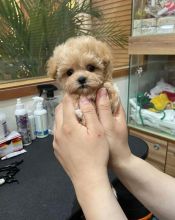 Toy or Miniature Size MALTIPOO Puppies For Re-homing. (vincenzohome88@gmail.com)