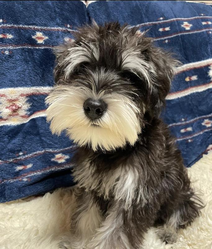 Adorable schnauzer puppies for free adoption Image eClassifieds4u