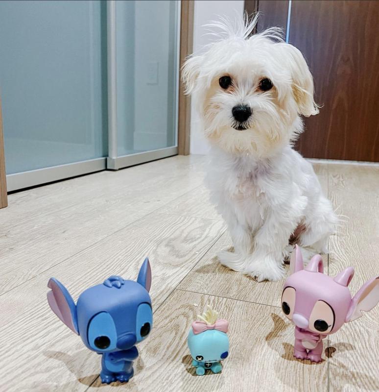 Fantastic morkie puppies to be re-home Image eClassifieds4u