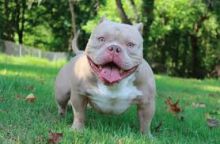 American pocket bulldog puppies ready for new home brianmuh34@gmail.com 4422637569 Image eClassifieds4U