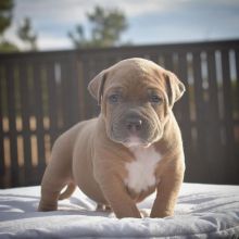 Cute and adorable pitbull puppies for adoption [victordenise205@gmail.com] Image eClassifieds4U