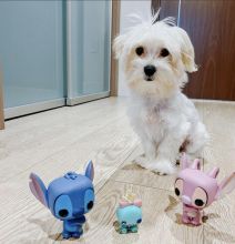 Fantastic morkie puppies to be re-home Image eClassifieds4u 1