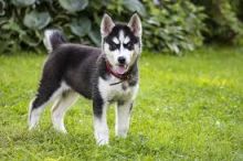 husky puppies looking for loving homes brianmuh34@gmail.com 4422637569 Image eClassifieds4U