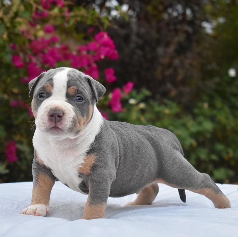 PITBULL PUPPIES READY TO GO brianmuh34@gmail.com 4422637569 Image eClassifieds4u