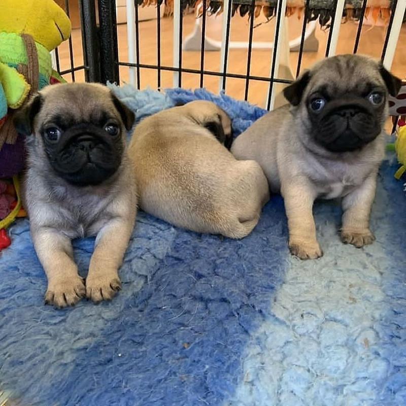 Top Quality PUG Puppies Aavailable For Adoption Now. Email via (vincenzohome88@gmail.com) Image eClassifieds4u