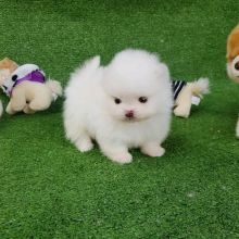 Beautiful White Pomeranian Puppy Needs a new home.