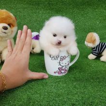 Beautiful White Tea-Cup Pomeranian Puppy for Adoption