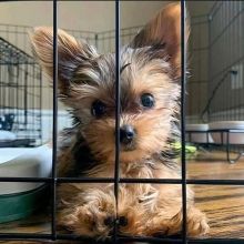 Cute Lovely yorkie Puppies male and female for adoption