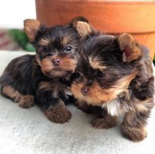 Cute yorkie Puppies Available Now For Free Adoption