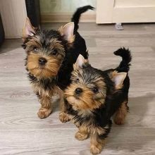 Cute yorkie Puppies Available Now For Free Adoption