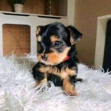 Cute yorkie Puppies Available Now For Free Adoption