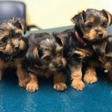 Cute yorkie Puppies Available Now For Free Adoption