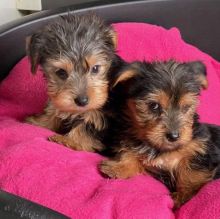 Cute yorkie Puppies Available Now For Free Adoption