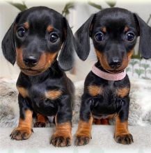 Fantastic Male Female Dachshund Puppies Now Ready For Adoption