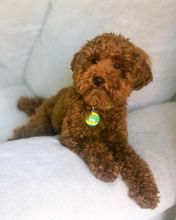 Lovely Toy Poodle puppies for great homes