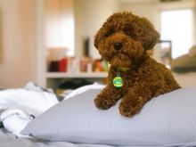 Lovely Toy Poodle puppies for great homes
