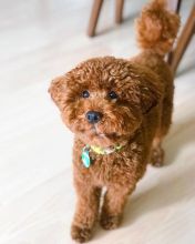 Beautiful Toy/Standard POODLE Puppies For Adoption Via (pc6814252@gmail.com)