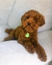 Toy Poodle Puppies - Updated On All Shots Available For Rehoming
