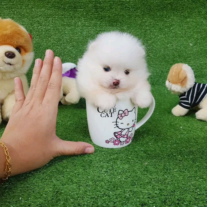 Beautiful White Mini Pomeranian Puppy for Rehoming Image eClassifieds4u