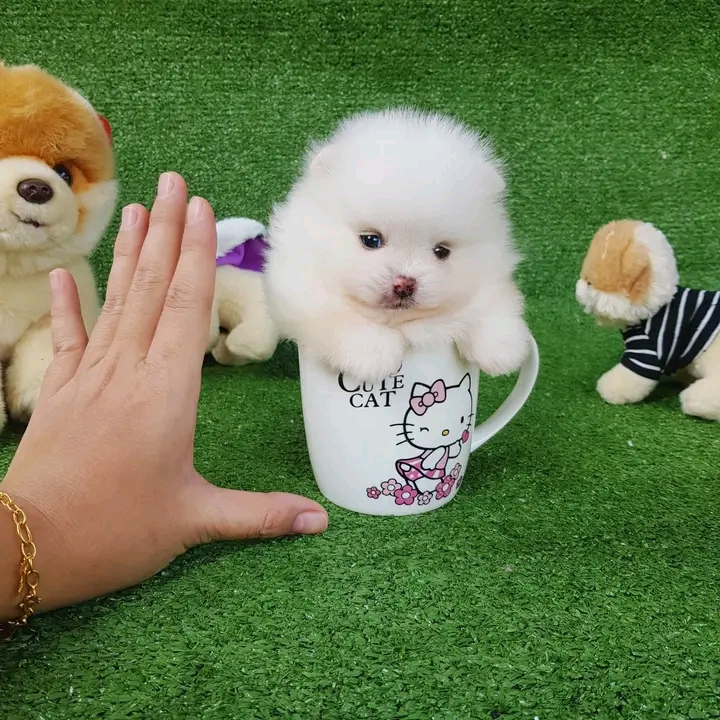Beautiful White Tea-Cup male and female Pomeranian puppies for adoption Image eClassifieds4u