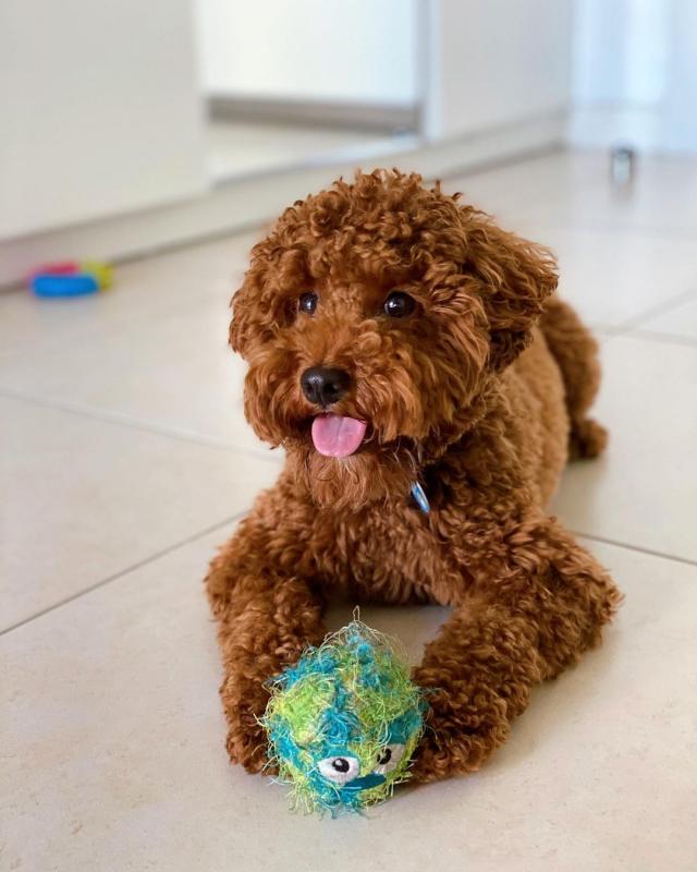 Cute Toy Poodle Puppies Available 💕Delivery possible🌎 Image eClassifieds4u
