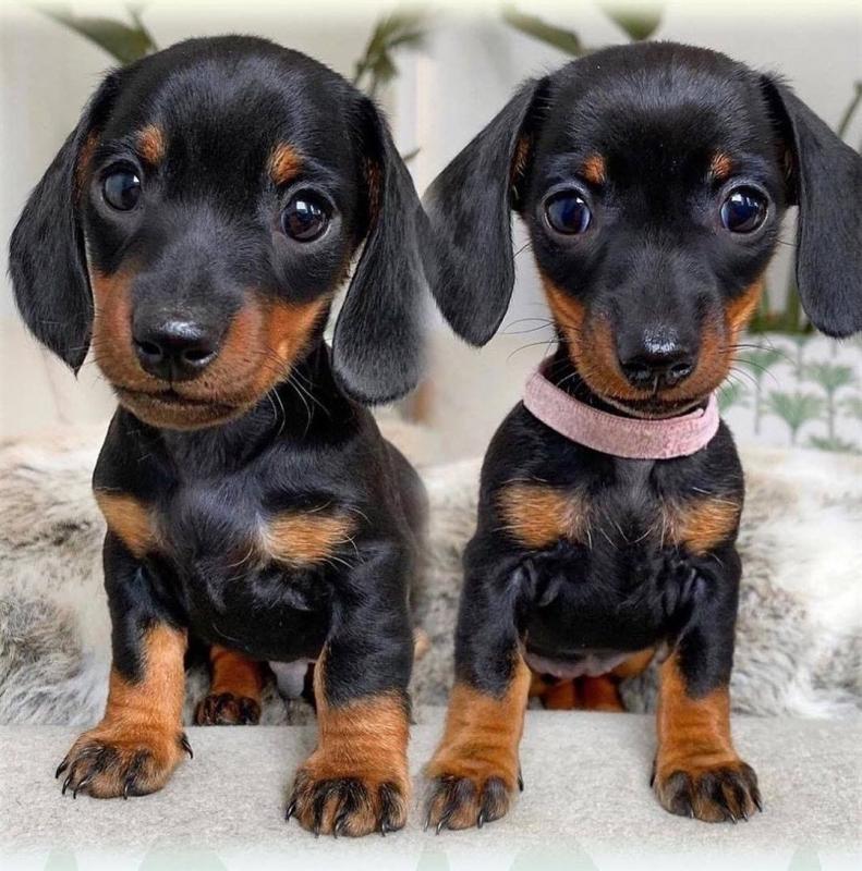 Dachshund Puppies Male and Female for adoption Image eClassifieds4u