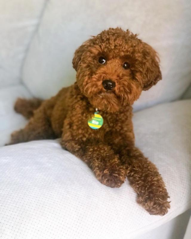 Lovely Toy Poodle puppies for great homes Image eClassifieds4u