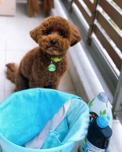 Toy Poodle Puppies - Updated On All Shots Available For Rehoming Image eClassifieds4u 1