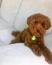 Toy Poodle Puppies - Updated On All Shots Available For Rehoming Image eClassifieds4U