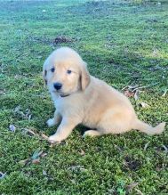 Adorable Goldador Male puppy for sale ‪Text us at (317) 360-8691‬