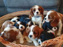 Cavalier king Charles spaniel babies now ready ‪Text us at (317) 360-8691‬